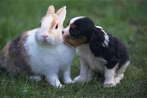 兔跟羊合嗎 有什麼狗